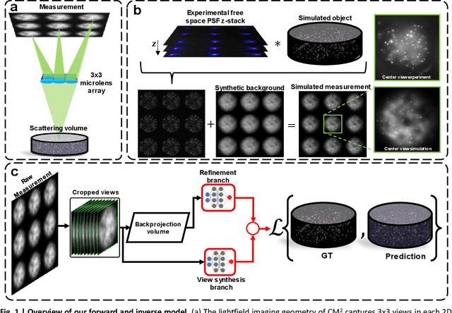 Figure 1 for Robust single-shot 3D fluorescence imaging in scattering media with a simulator-trained neural network