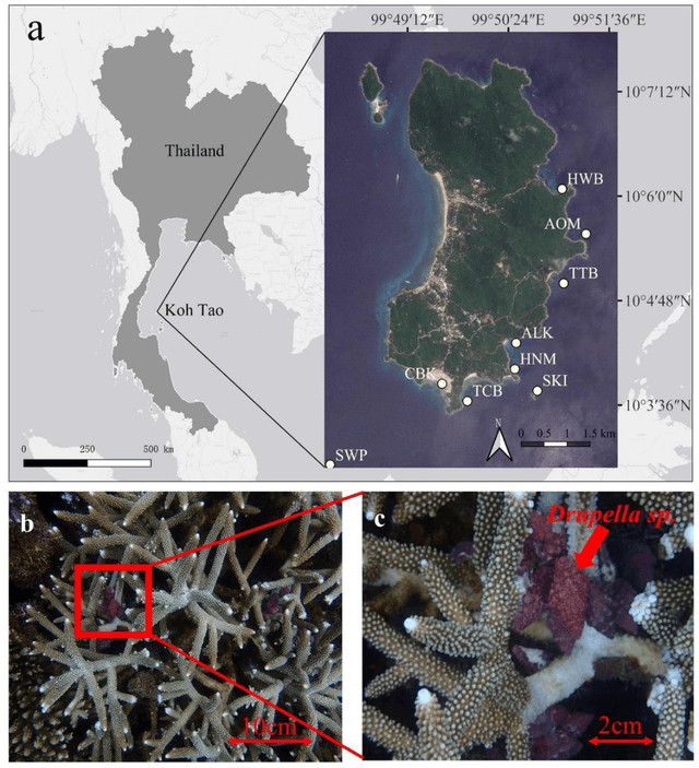 Figure 1 for Deep learning for multi-label classification of coral conditions in the Indo-Pacific via underwater photogrammetry