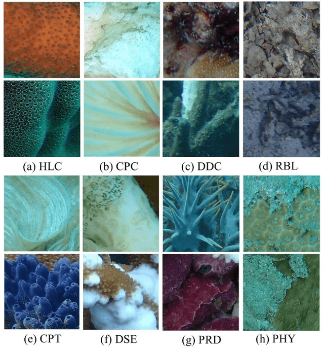 Figure 3 for Deep learning for multi-label classification of coral conditions in the Indo-Pacific via underwater photogrammetry