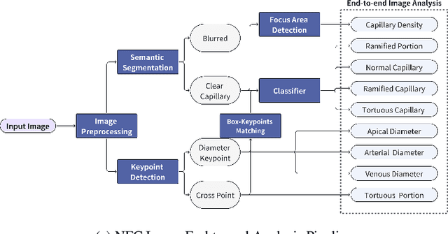 Figure 3 for A Comprehensive Dataset and Automated Pipeline for Nailfold Capillary Analysis