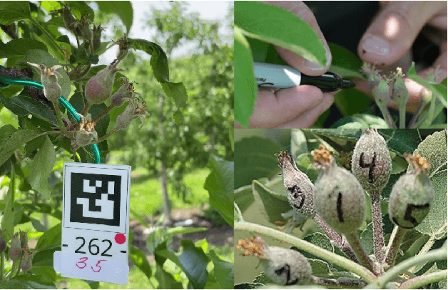 Figure 1 for Autonomous Apple Fruitlet Sizing and Growth Rate Tracking using Computer Vision