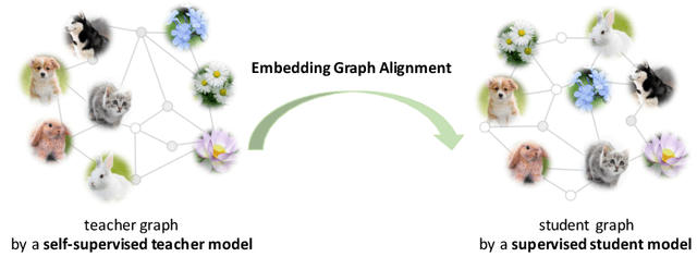 Figure 1 for Distilling Knowledge from Self-Supervised Teacher by Embedding Graph Alignment