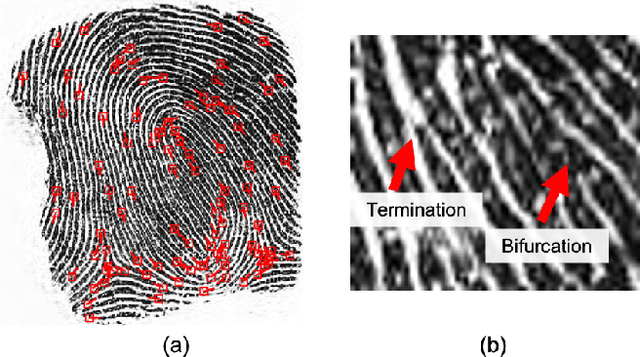 Figure 1 for Minutiae-Guided Fingerprint Embeddings via Vision Transformers