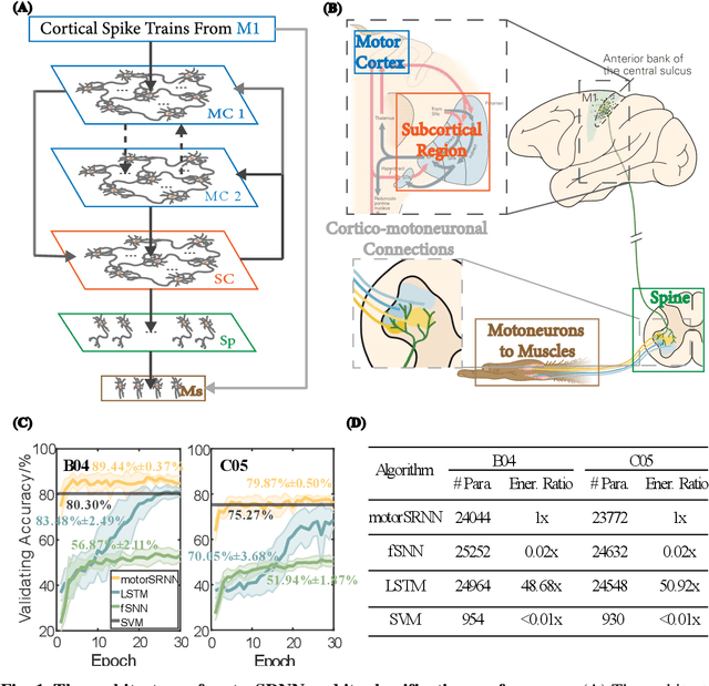 Figure 1 for Emergent Bio-Functional Similarities in a Cortical-Spike-Train-Decoding Spiking Neural Network Facilitate Predictions of Neural Computation