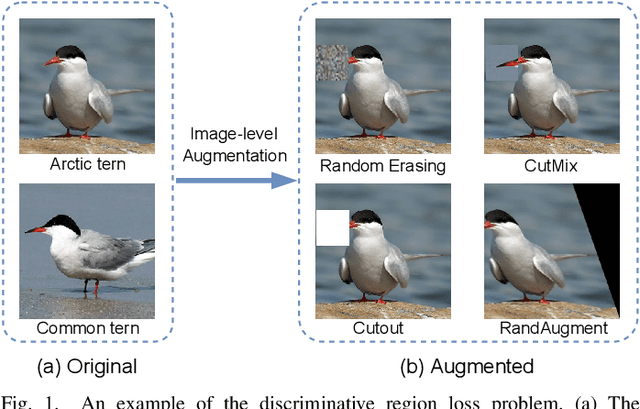 Figure 1 for Fine-grained Recognition with Learnable Semantic Data Augmentation