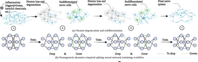 Figure 2 for Neurogenesis Dynamics-inspired Spiking Neural Network Training Acceleration