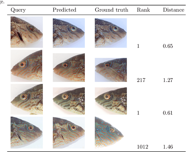 Figure 4 for A contrastive learning approach for individual re-identification in a wild fish population