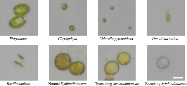 Figure 3 for Marine Microalgae Detection in Microscopy Images: A New Dataset