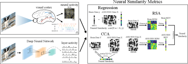 Figure 1 for Deep Spiking Neural Networks with High Representation Similarity Model Visual Pathways of Macaque and Mouse