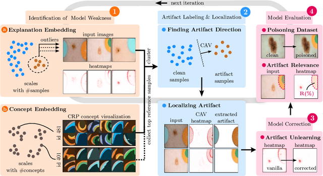 Figure 1 for Reveal to Revise: An Explainable AI Life Cycle for Iterative Bias Correction of Deep Models
