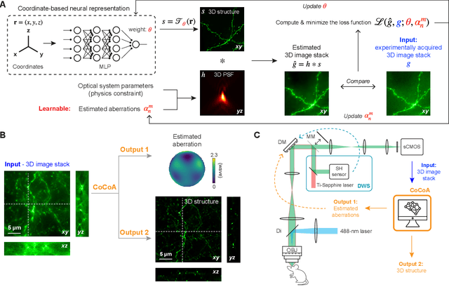 Figure 1 for Coordinate-based neural representations for computational adaptive optics in widefield microscopy