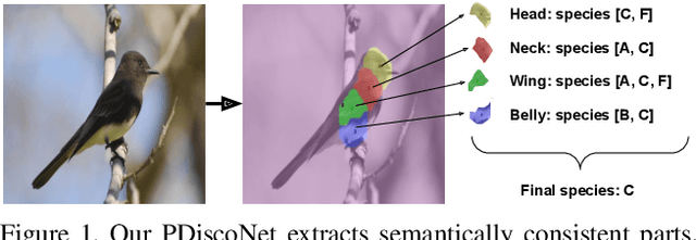 Figure 1 for PDiscoNet: Semantically consistent part discovery for fine-grained recognition