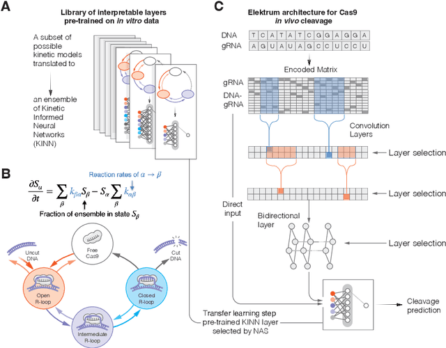 Figure 1 for Interpretable neural architecture search and transfer learning for understanding sequence dependent enzymatic reactions