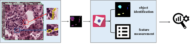 Figure 1 for Spatial Pathomics Toolkit for Quantitative Analysis of Podocyte Nuclei with Histology and Spatial Transcriptomics Data in Renal Pathology