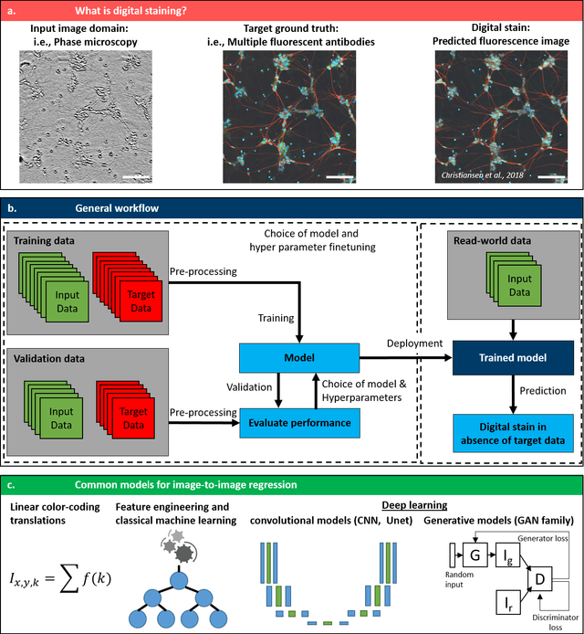 Figure 1 for Digital staining in optical microscopy using deep learning -- a review