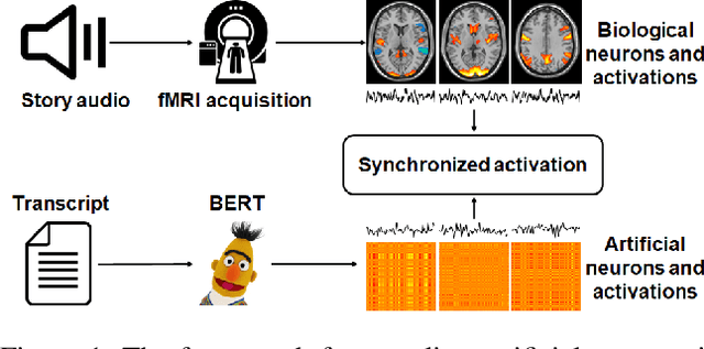 Figure 1 for Coupling Artificial Neurons in BERT and Biological Neurons in the Human Brain