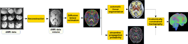 Figure 1 for Anatomically Constrained Tractography of the Fetal Brain