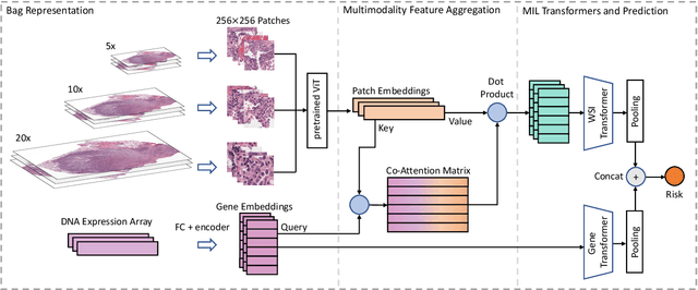 Figure 2 for Hierarchical Transformer for Survival Prediction Using Multimodality Whole Slide Images and Genomics