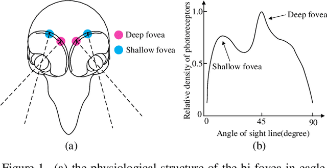 Figure 1 for EViT: An Eagle Vision Transformer with Bi-Fovea Self-Attention