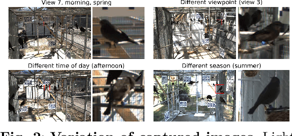 Figure 3 for Multi-view Tracking, Re-ID, and Social Network Analysis of a Flock of Visually Similar Birds in an Outdoor Aviary