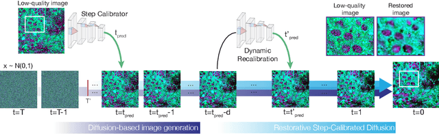 Figure 3 for Step-Calibrated Diffusion for Biomedical Optical Image Restoration