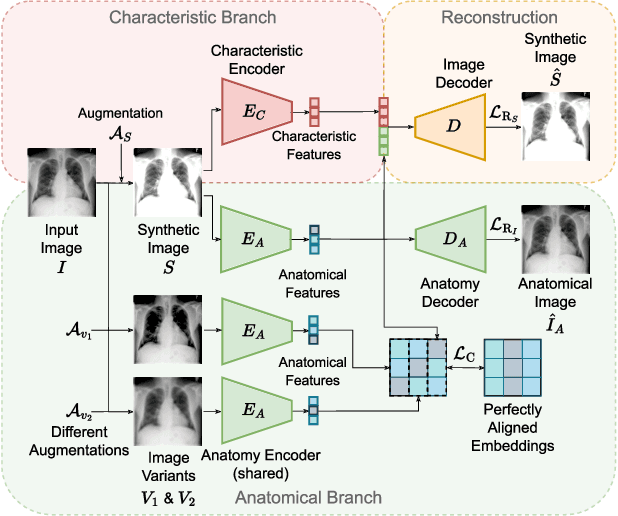 Figure 3 for unORANIC: Unsupervised Orthogonalization of Anatomy and Image-Characteristic Features