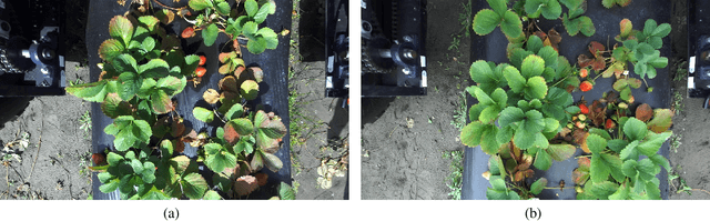 Figure 1 for Real-time Strawberry Detection Based on Improved YOLOv5s Architecture for Robotic Harvesting in open-field environment
