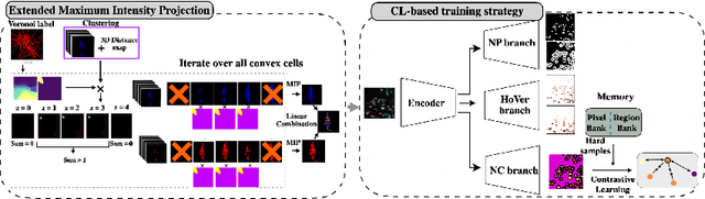 Figure 3 for Label-efficient Contrastive Learning-based model for nuclei detection and classification in 3D Cardiovascular Immunofluorescent Images