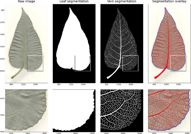 Figure 3 for Few-Shot Learning Enables Population-Scale Analysis of Leaf Traits in Populus trichocarpa