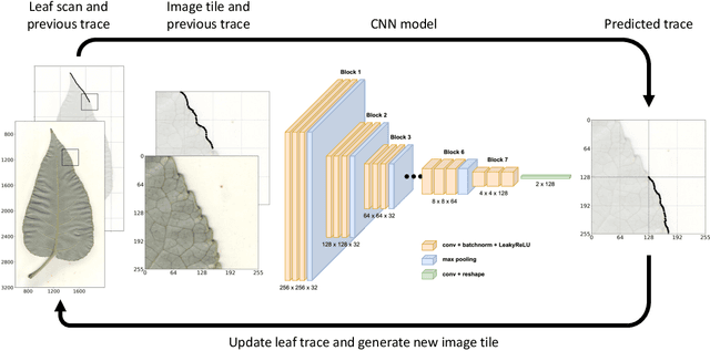 Figure 1 for Few-Shot Learning Enables Population-Scale Analysis of Leaf Traits in Populus trichocarpa