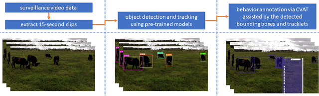 Figure 1 for CVB: A Video Dataset of Cattle Visual Behaviors