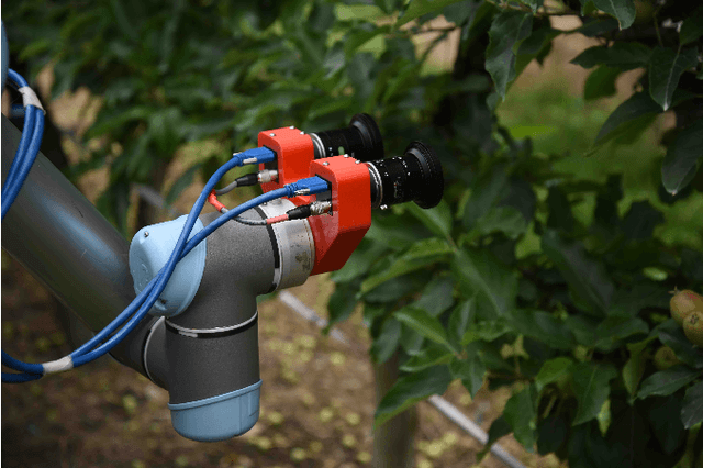 Figure 3 for Seeing the Fruit for the Leaves: Towards Automated Apple Fruitlet Thinning