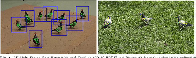 Figure 1 for 3D-MuPPET: 3D Multi-Pigeon Pose Estimation and Tracking