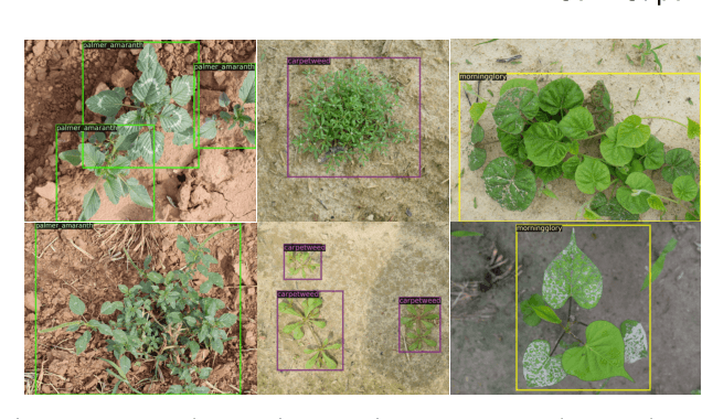 Figure 1 for Performance Evaluation of Semi-supervised Learning Frameworks for Multi-Class Weed Detection