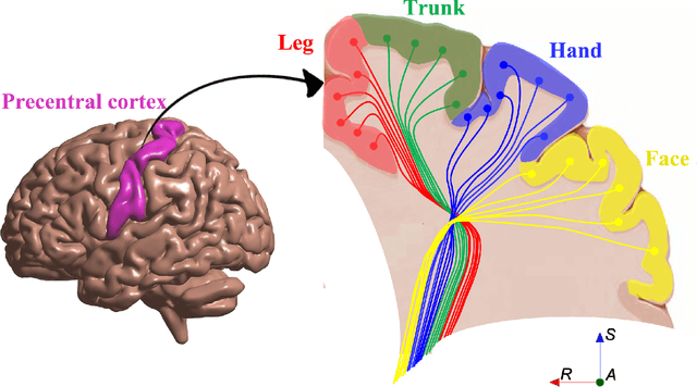 Figure 1 for Reconstructing the somatotopic organization of the corticospinal tract remains a challenge for modern tractography methods