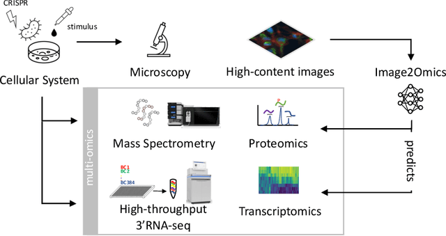 Figure 1 for Multi-omics Prediction from High-content Cellular Imaging with Deep Learning