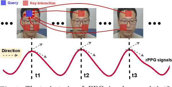 Figure 1 for PhysFormer++: Facial Video-based Physiological Measurement with SlowFast Temporal Difference Transformer