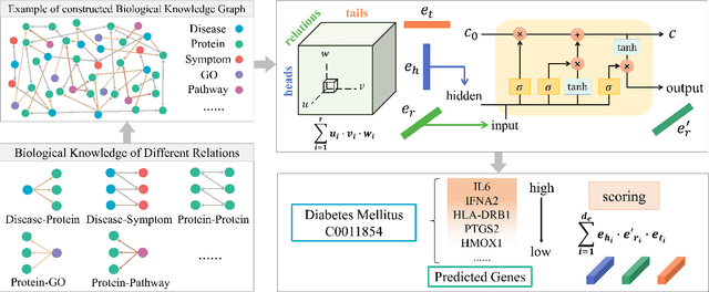 Figure 1 for Knowledge Graph Completion based on Tensor Decomposition for Disease Gene Prediction