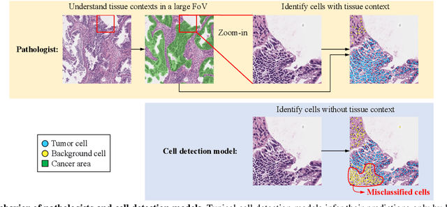 Figure 1 for OCELOT: Overlapped Cell on Tissue Dataset for Histopathology