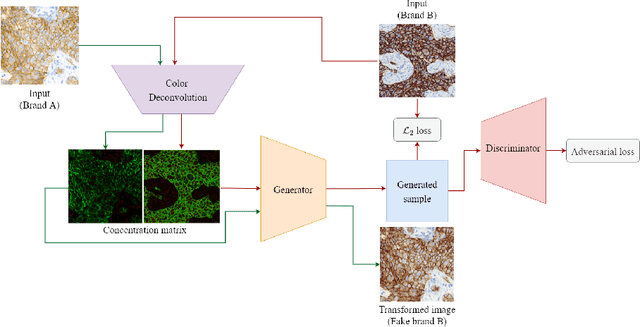 Figure 3 for Color Deconvolution applied to Domain Adaptation in HER2 histopathological images