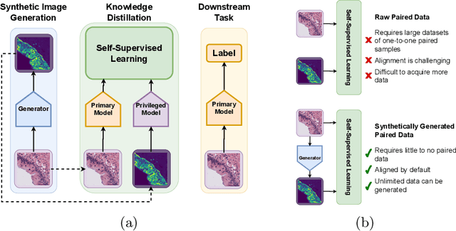 Figure 1 for Synthetic Privileged Information Enhances Medical Image Representation Learning