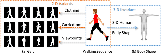 Figure 1 for Gait Recognition Using 3-D Human Body Shape Inference