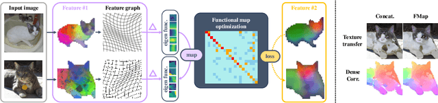 Figure 1 for Zero-Shot Image Feature Consensus with Deep Functional Maps