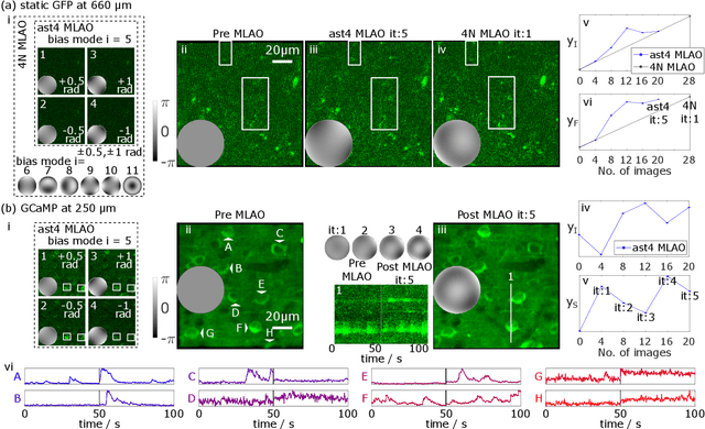 Figure 4 for Universal adaptive optics for microscopy through embedded neural network control
