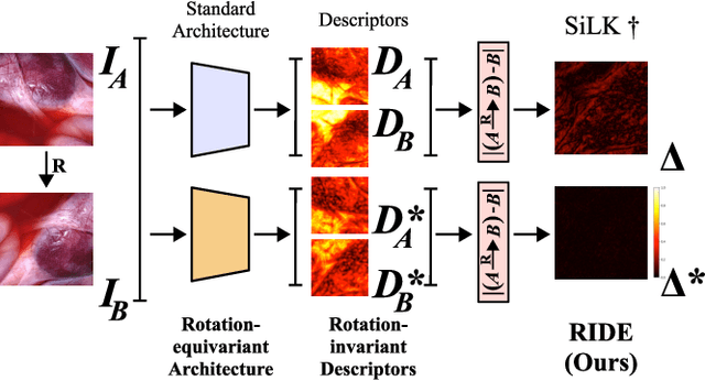 Figure 1 for RIDE: Self-Supervised Learning of Rotation-Equivariant Keypoint Detection and Invariant Description for Endoscopy