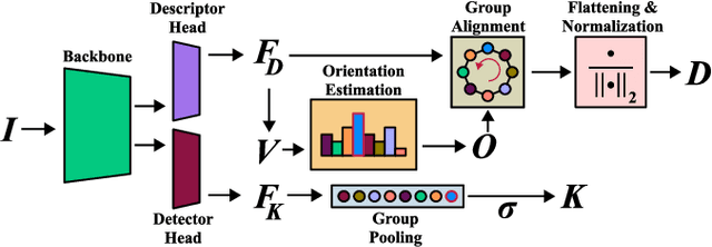 Figure 2 for RIDE: Self-Supervised Learning of Rotation-Equivariant Keypoint Detection and Invariant Description for Endoscopy