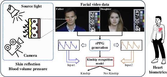Figure 1 for Kinship Verification from rPPG using 1DCNN Attention networks