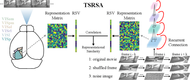 Figure 1 for Deep recurrent spiking neural networks capture both static and dynamic representations of the visual cortex under movie stimuli