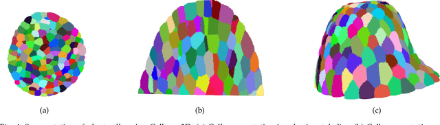 Figure 4 for Learning Deformable 3D Graph Similarity to Track Plant Cells in Unregistered Time Lapse Images