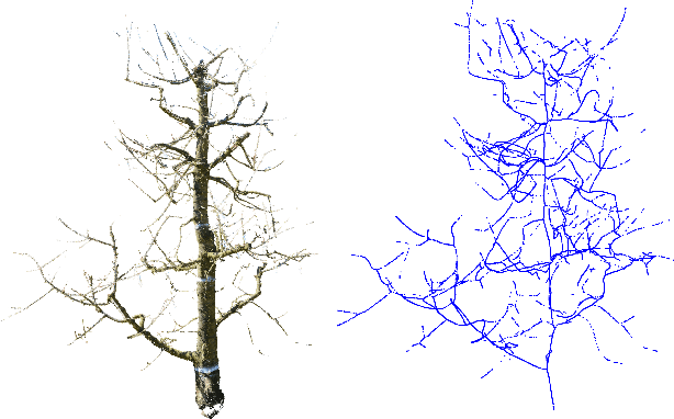 Figure 1 for CherryPicker: Semantic Skeletonization and Topological Reconstruction of Cherry Trees